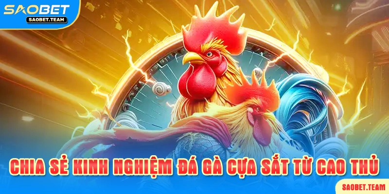 Kinh nghiệm đá gà từ cao thủ